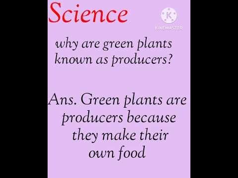 What are green plants also called as?