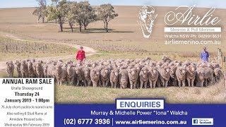 Airlie Merino 2019