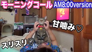 元野良猫テトちゃんのモーニングコール朝8時バージョン！ Kitten Cat Japanese traditional house