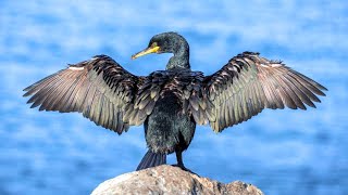 💥A Festival of Cormorants on Como Lake💥