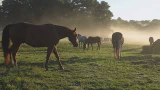 Episode 64: Improving Steering & Teaching Neck Reining, Once In A Lifetime Horses