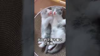 あなたは犬派？それとも猫派？#shorts