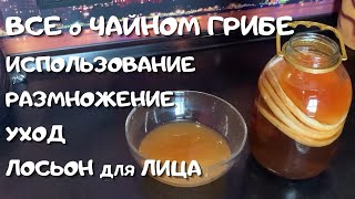 ЧАЙНЫЙ ГРИБ🔥 УХОД и РАЗМОЖЕНИЕ✅ ПОЛЬЗА и ВРЕД😍 ВАРИАНТЫ ИСПОЛЬЗОВАНИЯ💕 КОМБУЧА для УХОДА за СОБОЙ