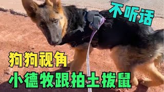 给狗狗绑个运动相机跟拍土拨鼠，结果这货完全不听指挥，愁死我了《东北女孩一个人自驾环游中国》