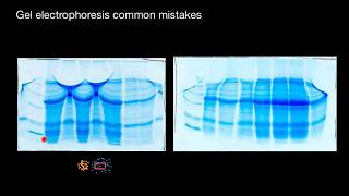 #5 Gel electrophoresis common mistakes