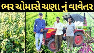 ચણા નું વાવેતર|chana|chana farming|chana kheti|chana ki kheti