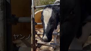 ど突き炸裂!!【六甲山牧場】過去動画 中学時代覚醒したおっしーーさん Dairy Farm #shorts