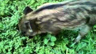 Baby Razorback rooting