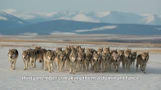 Everything You Know About Wolf Packs Is Wrong