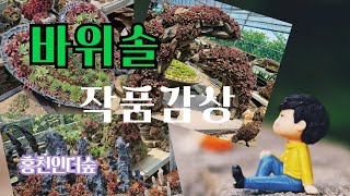 바위솔 멋진작품 보시죠!#바위솔#석부작#목부작#화분파는경단녀#관심부탁드려요