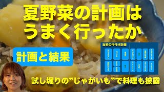 栽培計画はうまく行ったか 夏野菜の計画と現在までの結果 ピュアホワイトヤングコーン試食 試し堀りのじゃがいもで料理も【とうや、メークイン】