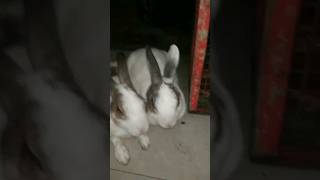 चिम्पी पिंटू तो चिपक के सो रहे थे#animal#rabbit