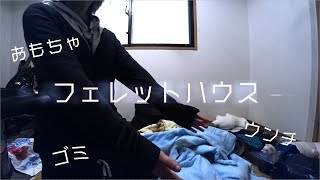 フェレットの部屋を掃除しよう！放し飼いのトイレお掃除ルーティン紹介 - ferret lab #395