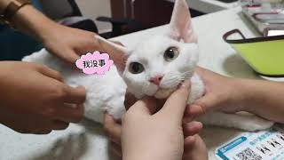 无毛猫同族德文卷毛猫选中了我们，开心！羊毛vlog001 the Devon Rex pick us as his parents