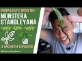 Propagating my Monstera Standleyana - 3 MONTH PROPAGATION UPDATE (Take the shears away from me 😂😂😂)