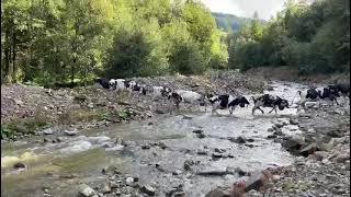 Désalpe famille Charrière - Traversée du Javroz 2024 - En pensées avec nos plus belles étoiles