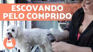 Como ESCOVAR UM CACHORRO DE PELO LONGO 🐶 Passo a passo