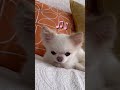 お肉をたべられずがっかりするチワワのミルクさん🐶🤤 shorts chihuahua チワワ 可愛いわんこ