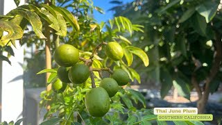 June Plum (Ambarella)