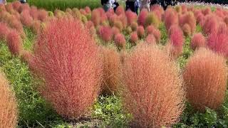 万博記念公園花の丘　コスモスとコキア夢の饗宴♪(Cosmos and kochia in full bloom♪)