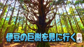 ［巨樹探訪］ おんるの地　伊豆の巨樹を見に行く旅　（スーパーカブ110）