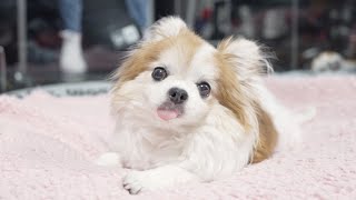 病気の飼い主が心配すぎて今にも泣きそうになる老犬チョッピさん