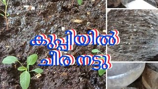 കുപ്പിയിൽ ചീര നട്ടു🌱ചായപ്പൊടി മട്ടും കമ്പോസ്റ്റും മണ്ണും Mix ചെയ്താണ് കുപ്പി നിറച്ചത്#basil#potideas