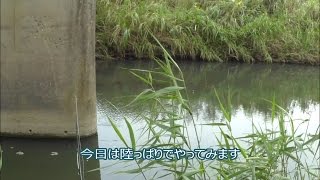 フライでバス釣り 今日は陸っぱり 霞水系2016年9月12日