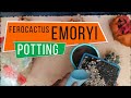 POTTING UP FEROCACTUS EMORYI FOR BEGINNERS