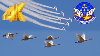 [4K] ブルーインパルス白鳥とともに舞う! 庄内空港開港30周年記念展示飛行 Blue Impulse Flight 2021.10.22