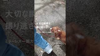 愛犬愛猫との快適で健やかなくらし(LUMIX篇)【パナソニック公式】