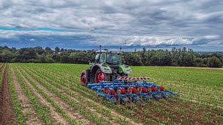 🌽🤩 Fendt 716 au binage du maïs bio avec une bineuse carre 6 rangs | Cuma de servon