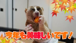 今年も味っ子（みかん）なスローロリス（こじろう＆りんころもち）#310