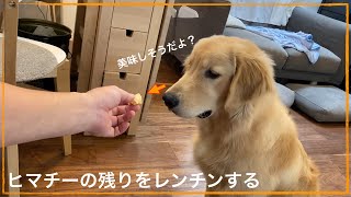 ヒマラヤチーズのスナックをゴールデンレトリバーにあげる動画