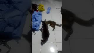 ga akur #cat #catlover #kitten #gatos #kucing #animalcat #shortvideo #shorts #fyp #funny