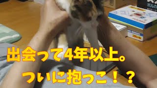 出会って4年以上の野良猫、ついに抱っこ？