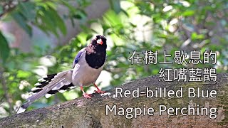 在樹上歇息的紅嘴藍鵲 Red-billed Blue Magpie Perching