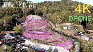 2019 4/19 am6:15 Shirotori Town,Higashikagawa City, Kagawa Prefecture, Japan. 芝桜富士【DRONE】4k