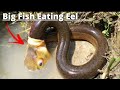 KASILI | Kasili Hunting | Palos Hunting | Freshwater Eel Fishing in the Philippines