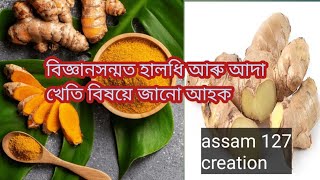 বিজ্ঞানসন্মত আদা আৰু হালধি খেতিৰ বিষয়ে জানো আহক #assam127 #ginger #turmericfarming #farming