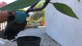 Up-potting a plumeria plant