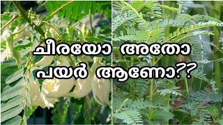 ഇത് ചീരയുമാണ്  പയറുമാണ് |ഗുണമോ ദോഷമോ?Agathi cheera krishi