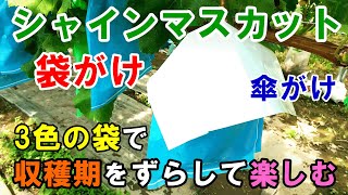 シャインマスカットの袋がけと傘がけ　3色5種類の袋で収穫時期をコントロール　ぶどう袋の特徴と使用感も解説