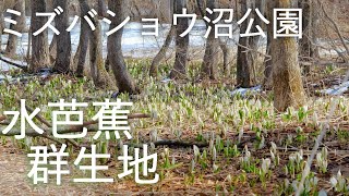 【水芭蕉】常盤野農村公園 ミズバショウ沼公園 【青森県弘前市】4K60P