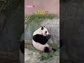 panda fuhin slides brilliantly but she has a poker face shorts panda animals fuhin heal laugh