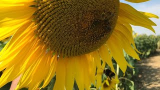 Sunflowers \u0026 Wheat trail in Patch Mk England || சூரியகாந்தி மலர்கள் மற்றும் கோதுமை வயல் ஒரு பார்வை