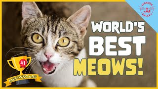 The 10 top World's Best Meows!