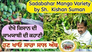 Sadabahar Mango (ਹੁਣ ਸਾਰਾ ਸਾਲ ਖਾਓ ਅੰਬ ਕਿਸਾਨ ਦੀ ਨਵੀਂ ਖੋਜ਼) Shergill Markhai