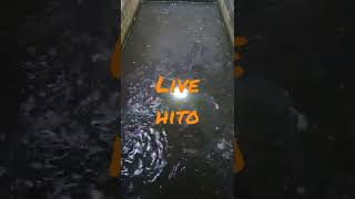 #Live Hito