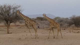 Beautiful giraffes in Erindi Private Game Reserve, Namibia